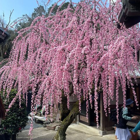 春のうららかな陽気 - 新進工房
